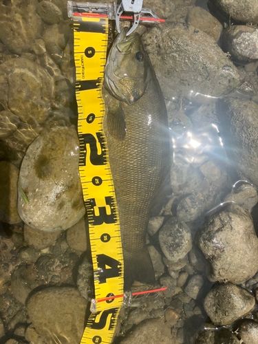 スモールマウスバスの釣果