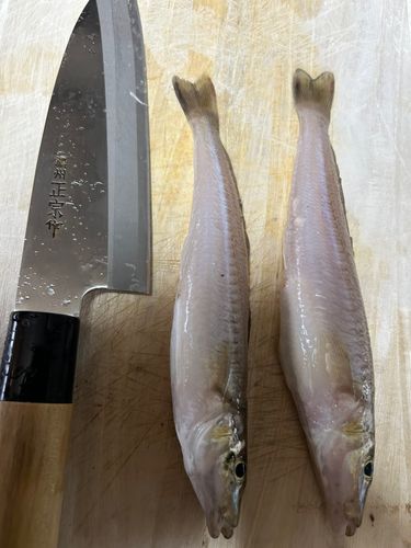 キスの釣果