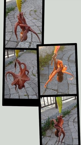 タコの釣果