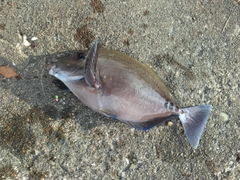 ニザダイの釣果