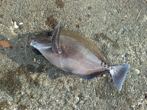 ニザダイの釣果