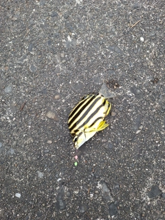 カゴカキダイの釣果