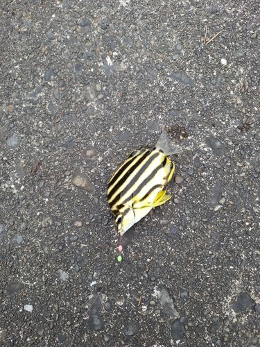 カゴカキダイの釣果