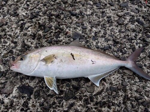ネリゴの釣果