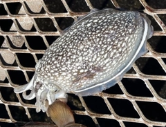 シリヤケイカの釣果