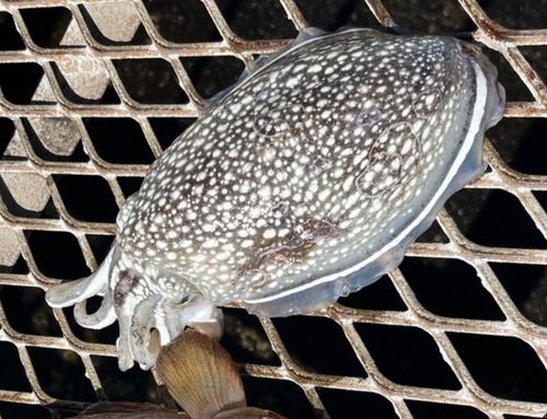 シリヤケイカの釣果