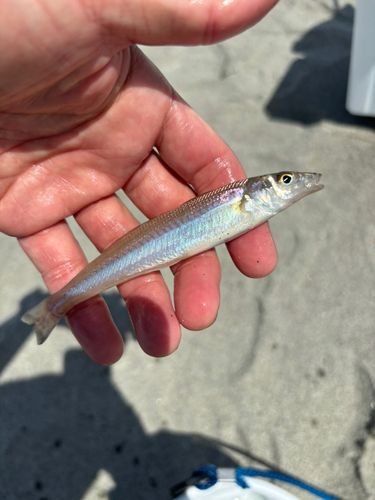 キスの釣果