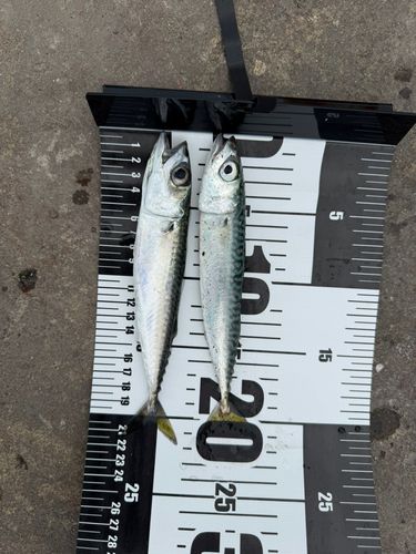 サバの釣果