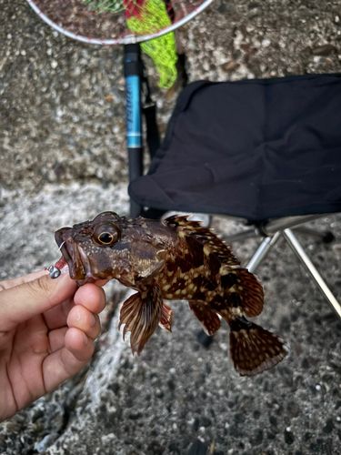 ガシラの釣果