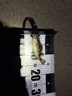 ソイの釣果