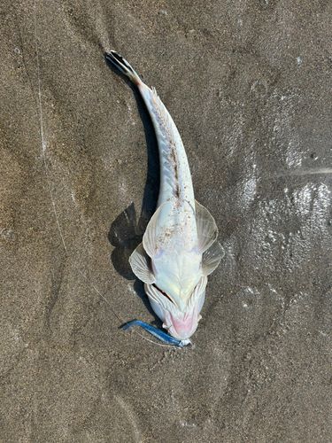 コチの釣果