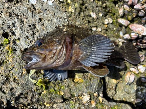 ムラソイの釣果