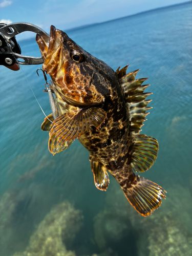 タケノコメバルの釣果