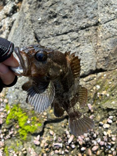 ムラソイの釣果