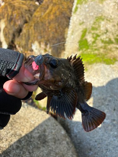 ムラソイの釣果