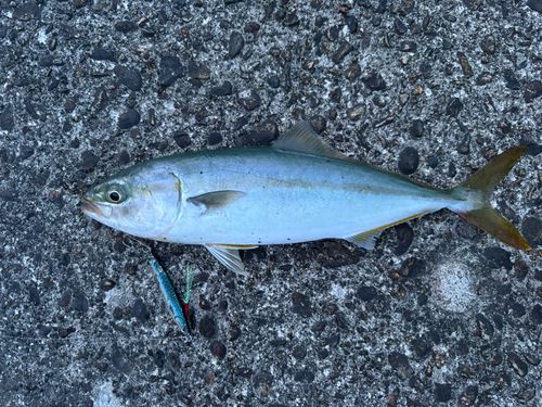 フクラギの釣果