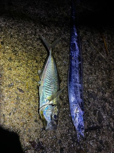 タチウオの釣果