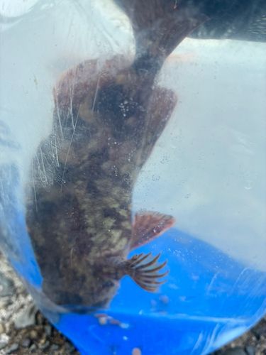 ムラソイの釣果