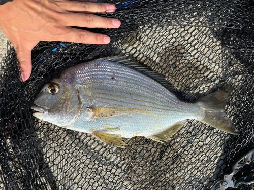 ヘダイの釣果
