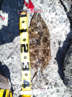ヒラメの釣果