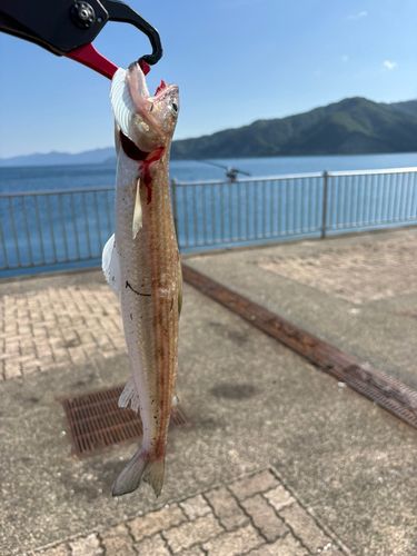エソの釣果
