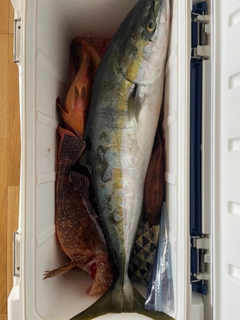 ブリの釣果