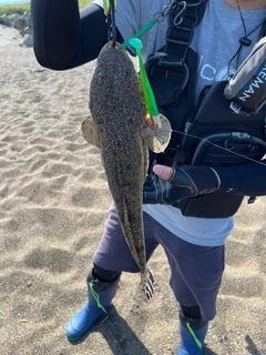 マゴチの釣果
