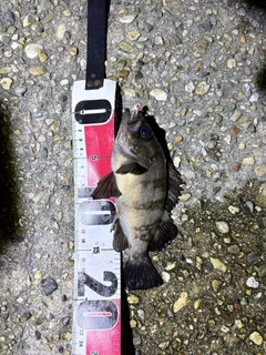メバルの釣果