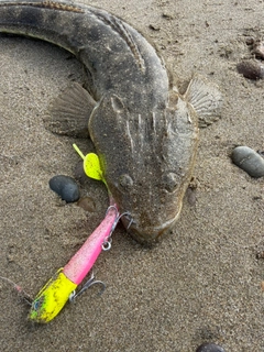 マゴチの釣果