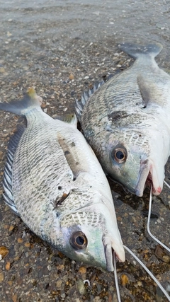 キビレの釣果