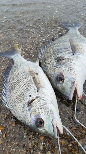 キビレの釣果