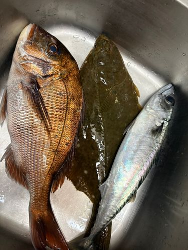 マダイの釣果