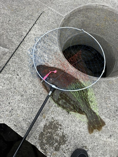 ヒラメの釣果