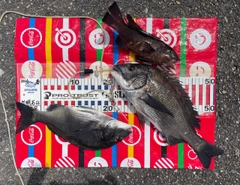 チヌの釣果