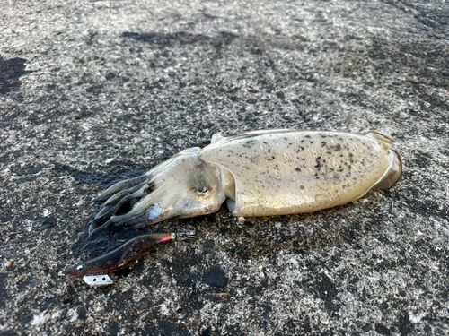 コウイカの釣果