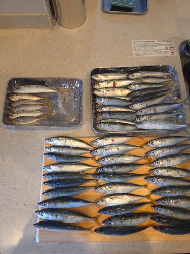 サバの釣果