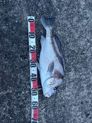 コショウダイの釣果
