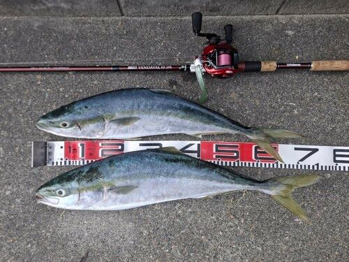 ワラサの釣果