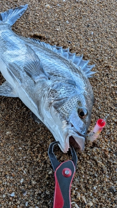 キビレの釣果