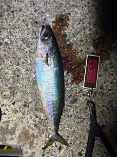 マサバの釣果