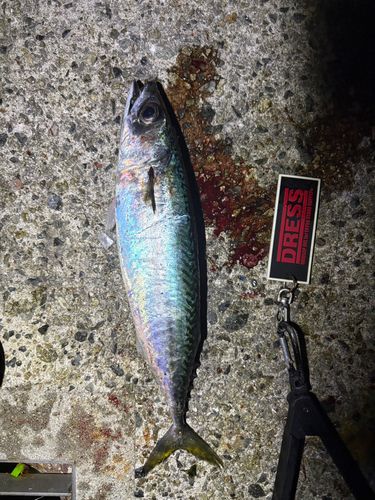 マサバの釣果