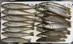 シロギスの釣果