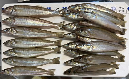 シロギスの釣果