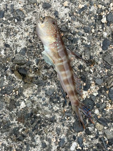 イトヒキハゼの釣果