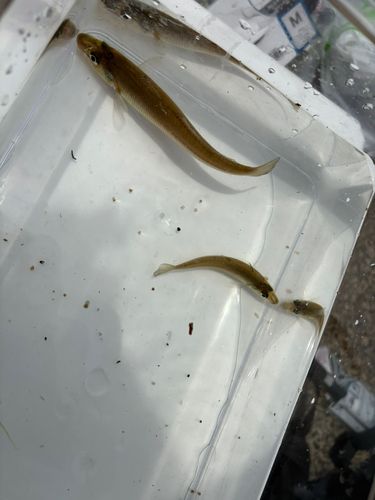シロギスの釣果