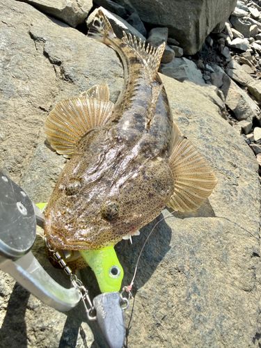 コチの釣果