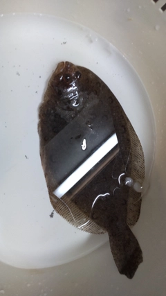 カレイの釣果