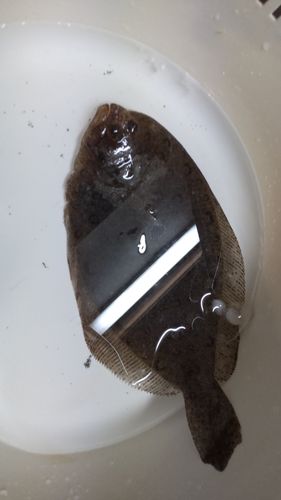 カレイの釣果