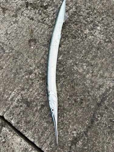 ダツの釣果