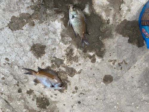 スズメダイの釣果